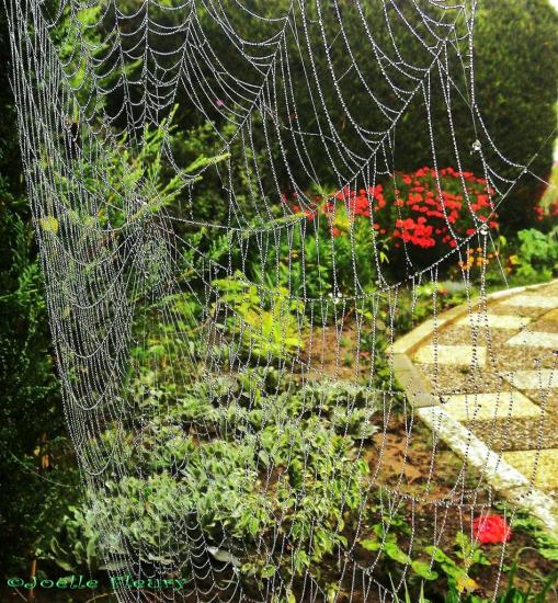  mon jardin à travers  un rideau suspendu de perles du matin  