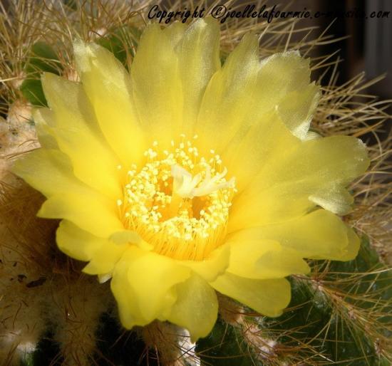 fleur de  Cactus