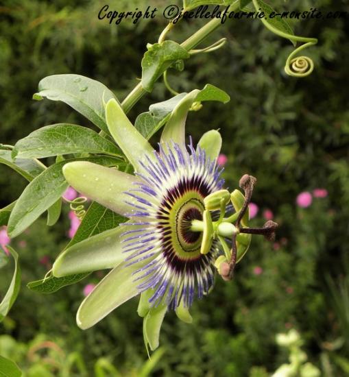 Fleur de la passion ou passiflora caerulea
