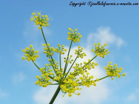 inflorescence de fleur de fenouil