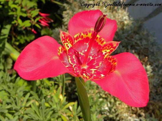 fleur  Tigridia  oeil de paon,