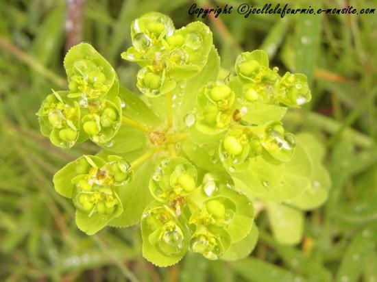 fleur  d' Euphorbia amygdaloides  sous la pluie