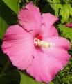 fleur d' Hibiscus syriacus