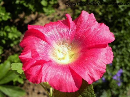 j'aime les roses trémières pour moi  = île, vacances,soleil, la mer