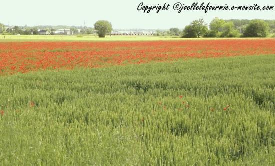 champs de blé sur fond de coquelicots