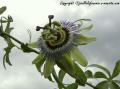Fleur de la passion ou passiflora caerulea