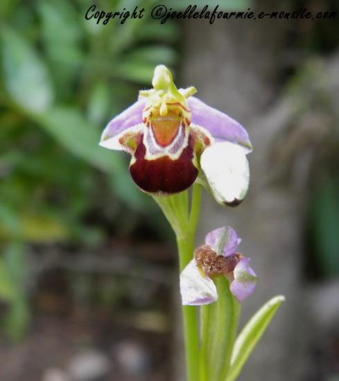 orchidée sauvage  ( L'Ophrys abeille )