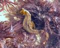 hippocampe environ 10cm  marée basse sur l'estran oléron saint denis.