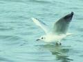 atterrissage  mouette rieuse dans l'eau