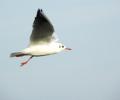 mouette rieuse en vol