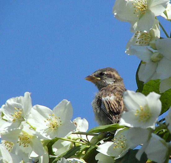 moineau juvénile