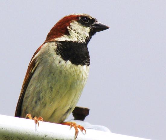 moineau domestique ♂