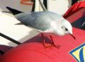 mouette rieuse