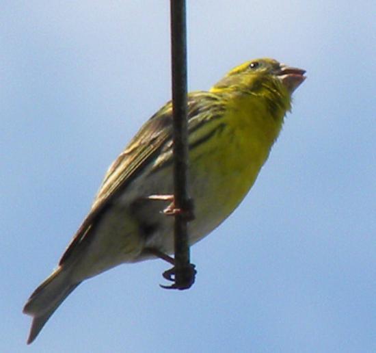 serin cini