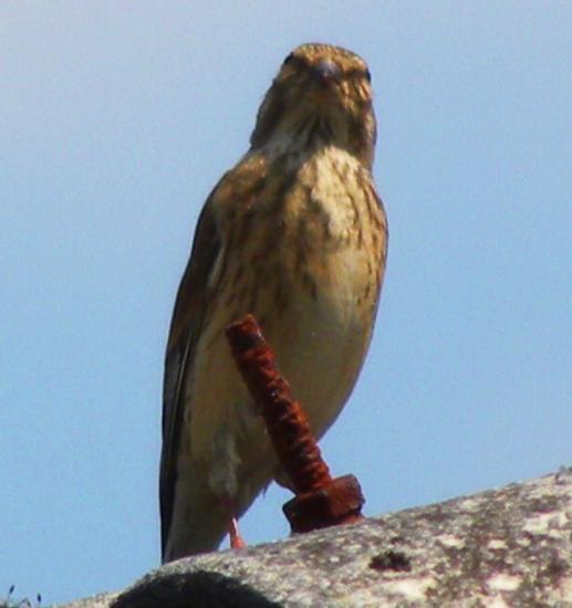 Linotte mélodieuse