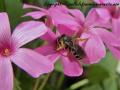 REMARQUABLE MINUSCULE dans mon jardin