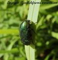 insectes de mon jardin (36)