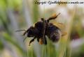 bourdon dans les herbes sauvages