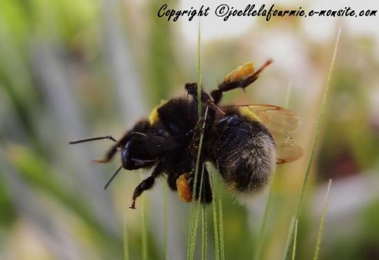 bourdon dans les herbes sauvages
