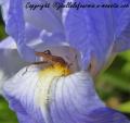 insectes de mon jardin (50)