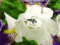 insectes de mon jardin (53)