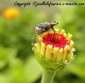 insectes de mon jardin (55)