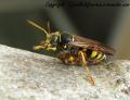 insectes de mon jardin (57)