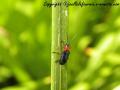 insectes de mon jardin (58)