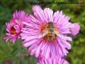 insectes de mon jardin (64)