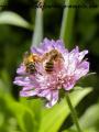 insectes de mon jardin (71)