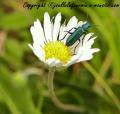 insectes de mon jardin (72)