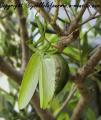 insectes de mon jardin (73)