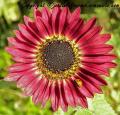 coccinelle et fleur de tournesol