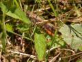insectes de mon jardin (75)