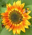 abeille et fleur de tournesol