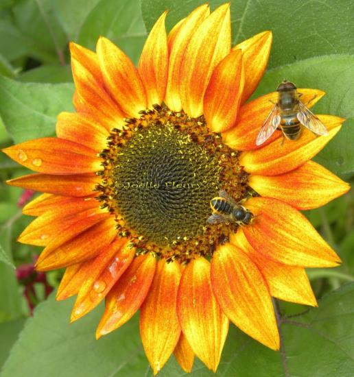 tournesol et petit insecte