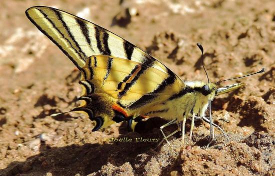 Papillon le Flambé ou le Voilier