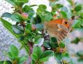 L'Agreste est un lépidoptère appartenant à la famille des Nymphalidae