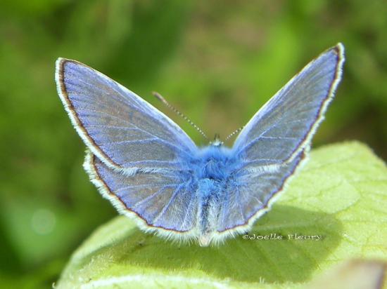 L’Argus bleu  ♂ où le petit bleu  il est trop mimi