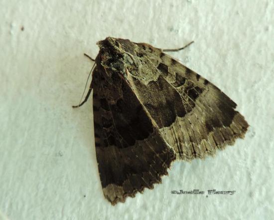 papillon La Maure, Mormo maura,