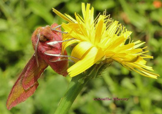 Le Grand sphinx de la vigne, Deilephila elpenor