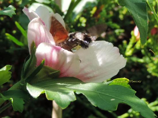 Le Moro sphinx ou Sphinx colibri en pleine action trés rapide