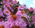 le papillon vulcain aime les fleurs de mon jardin