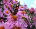 le papillon vulcain ♥ les fleurs d'asters de mon jardin