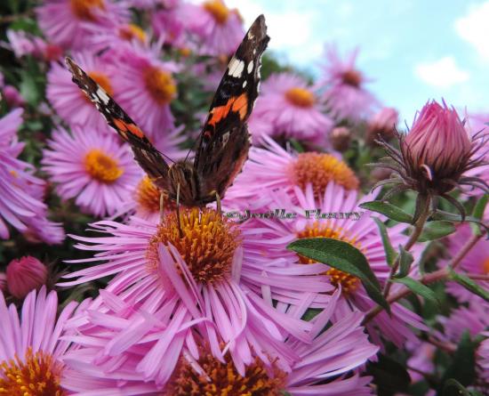 le papillon vulcain ♥ les fleurs d'asters de mon jardin
