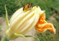 l'abeille noir les corbeilles  pleines de pollen ( fleur de courgette)