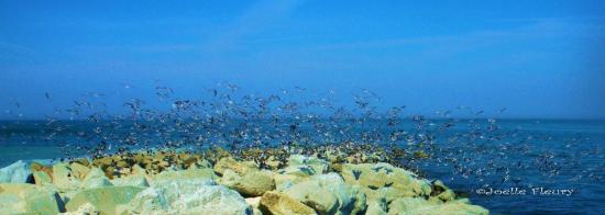 les oiseaux et les vagues