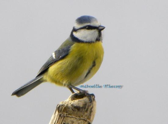 mésange bleue  toujours très active et acrobate souvent la tête en bas