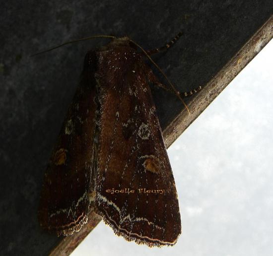 NOCTUELLE DES POTAGERS LACANOBIA OLERACEA