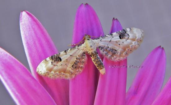 Eupithecia centaureata